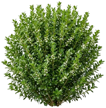 Chubby Hubby Japanese Holly cut-out illustration