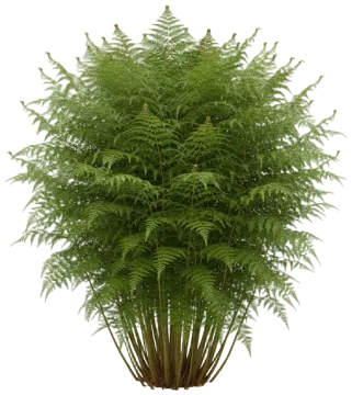 Cinnamon Fern cut-out illustration