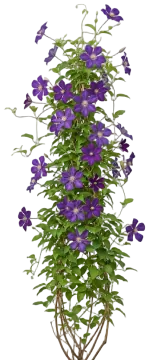 Adam's Courage Clematis cut-out illustration