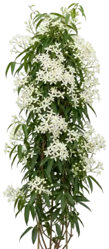 Armandii Snowdrift Clematis cut-out illustration