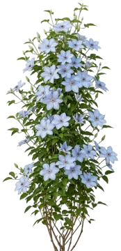 Bernadine Clematis cut-out illustration