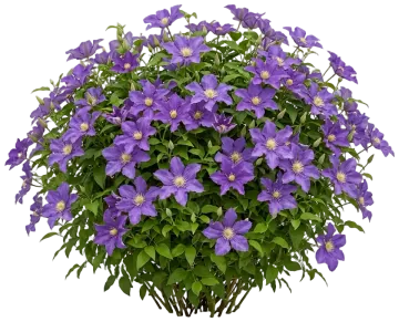 Bijou Clematis cut-out illustration