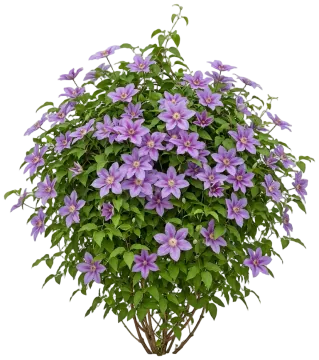 Boulevard Edda Clematis cut-out illustration