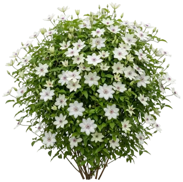 Kitty Clematis cut-out illustration