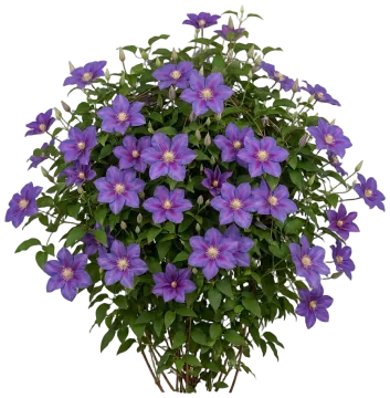 Boulevard Ravel Clematis cut-out illustration