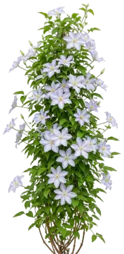 Tranquilite Clematis cut-out illustration