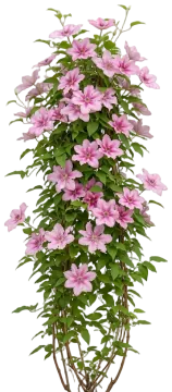 Vicki Clematis cut-out illustration