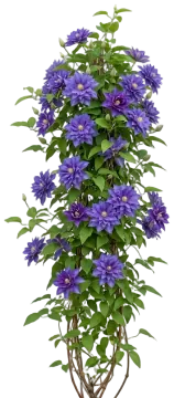 Diamantina Clematis cut-out illustration