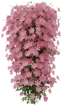 Hagley Hybrid cut-out illustration