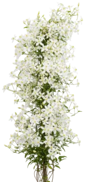 Henryi cut-out illustration