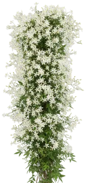 Sweet Autumn Clematis cut-out illustration