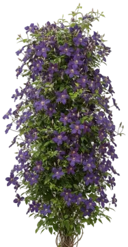 Clematis cut-out illustration