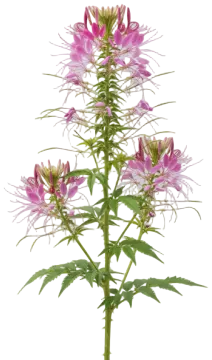 Cleome cut-out illustration