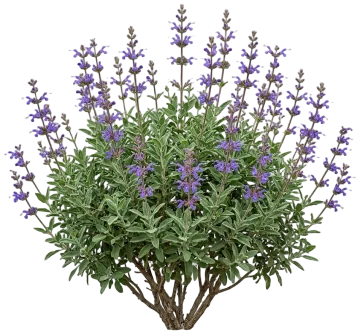 Cleveland Sage cut-out illustration