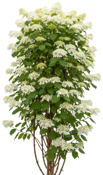 Climbing Hydrangea cut-out illustration