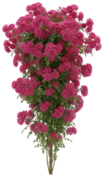 Climbing Rose cut-out illustration
