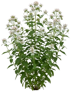 Clustered Mountain Mint cut-out illustration