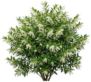 Coast Leucothoe cut-out illustration