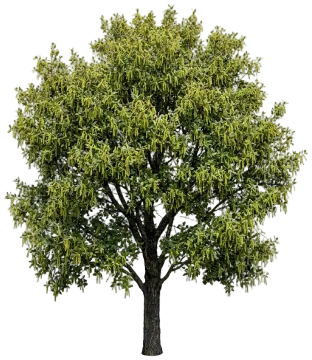 Coast Live Oak cut-out illustration