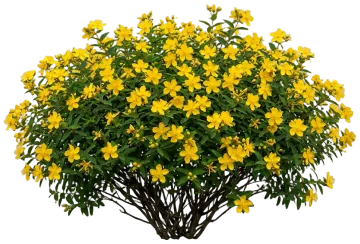 Cobalt-n-Gold Hypericum cut-out illustration
