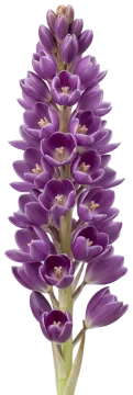 Lilac Wonder cut-out illustration
