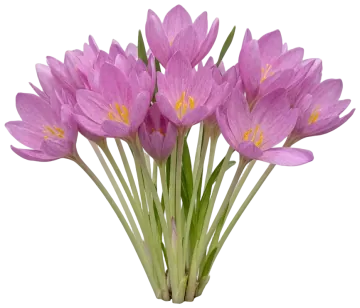 Showy Crocus cut-out illustration