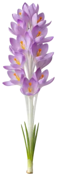 Waterlily cut-out illustration