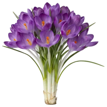 Autumn Crocus cut-out illustration