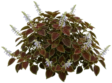 ColorBlaze Chocolate Drop Coleus cut-out illustration