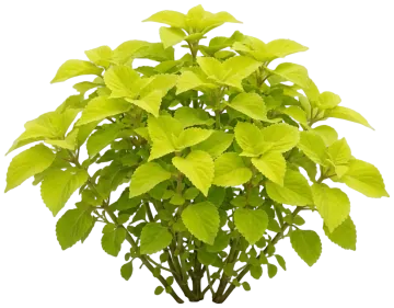 Lime Time cut-out illustration