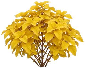 Pineapple cut-out illustration