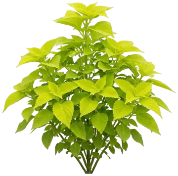 Wasabi cut-out illustration