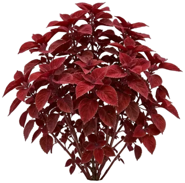 Coleus cut-out illustration