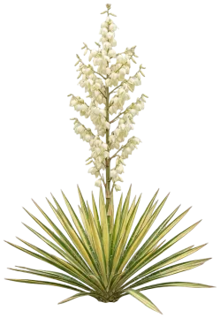 Color Guard Yucca cut-out illustration