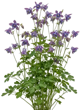 Earlybird Purple Blue Columbine cut-out illustration