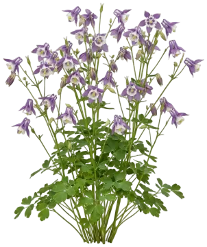 Earlybird Purple White Columbine cut-out illustration
