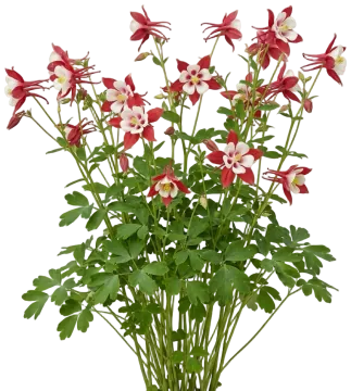 Earlybird Red and White Columbine cut-out illustration