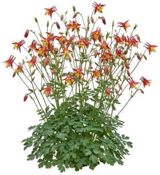 Western Columbine cut-out illustration