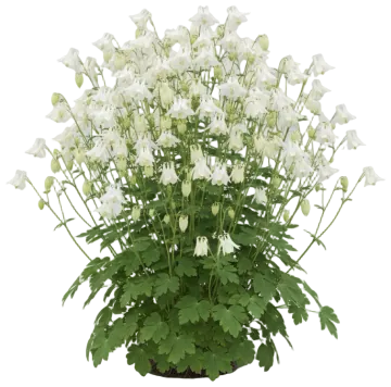 White Columbine cut-out illustration