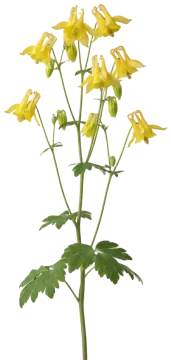 Golden Columbine cut-out illustration