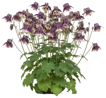 Columbine cut-out illustration
