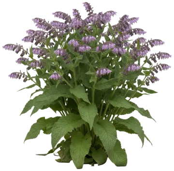 Common Comfrey cut-out illustration
