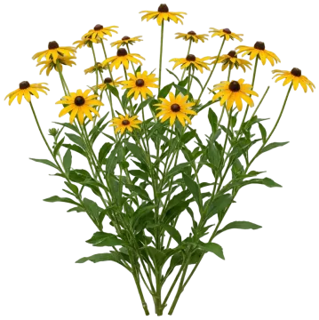 Common Black-Eyed Susan cut-out illustration