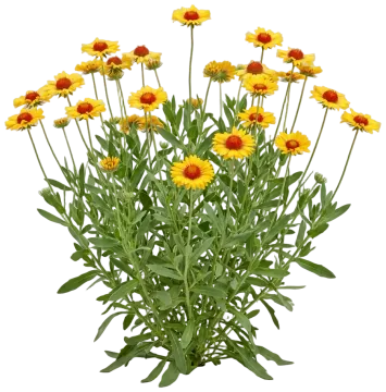 Common Blanketflower cut-out illustration