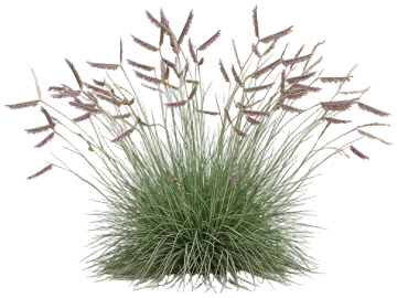 Common Blue Grama Grass cut-out illustration