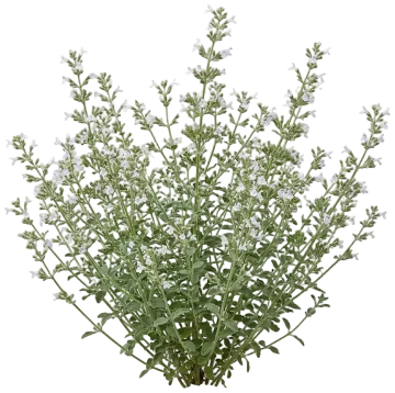 Common Calamint cut-out illustration