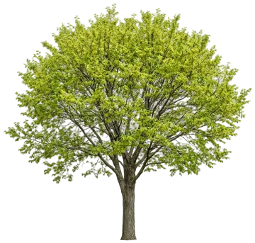 Common Hackberry cut-out illustration