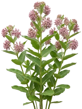 Common Milkweed cut-out illustration