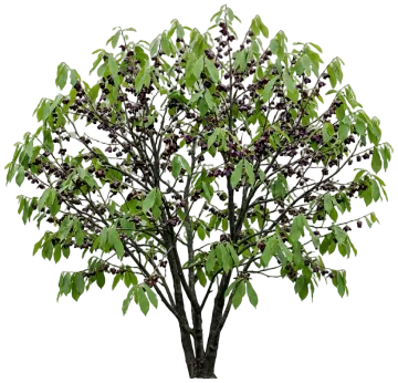 Common Pawpaw cut-out illustration