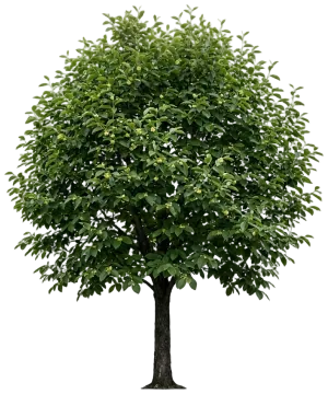Common Persimmon cut-out illustration